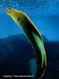 moray-8822597