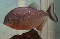 piranha-5445453