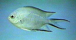 chromis-9948858