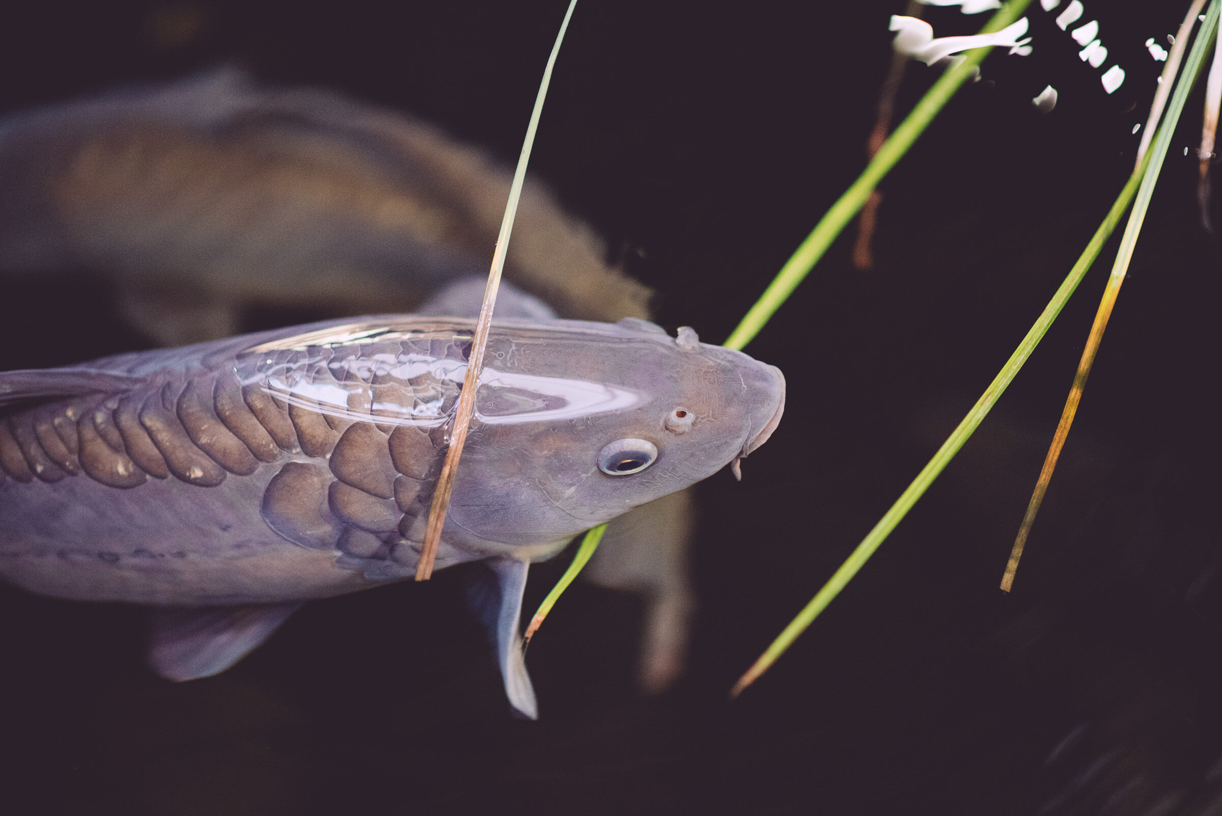 aquaria-12-3727045